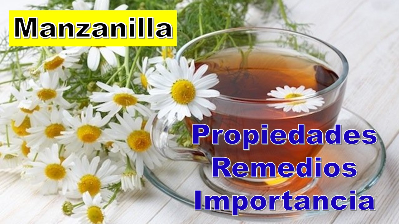 Manzanilla Recetas Remedios