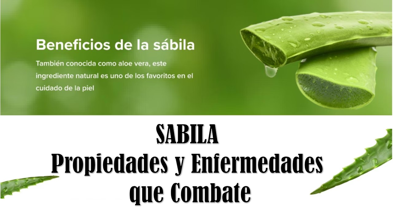 La Sábila: Propiedades, Clases y Enfermedades que Combate