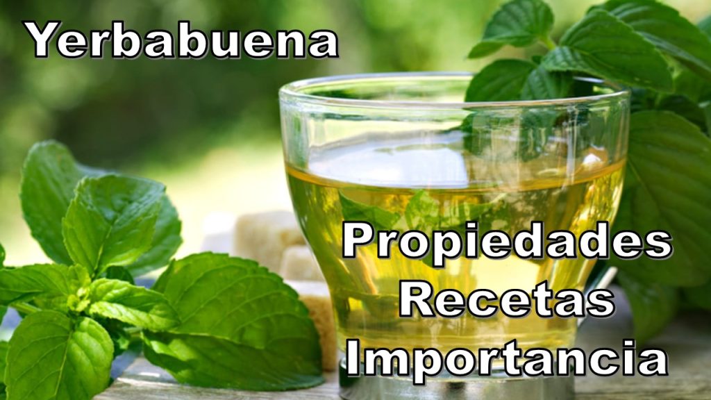 Yerbabuena: Propiedades, Remedios e Importancia