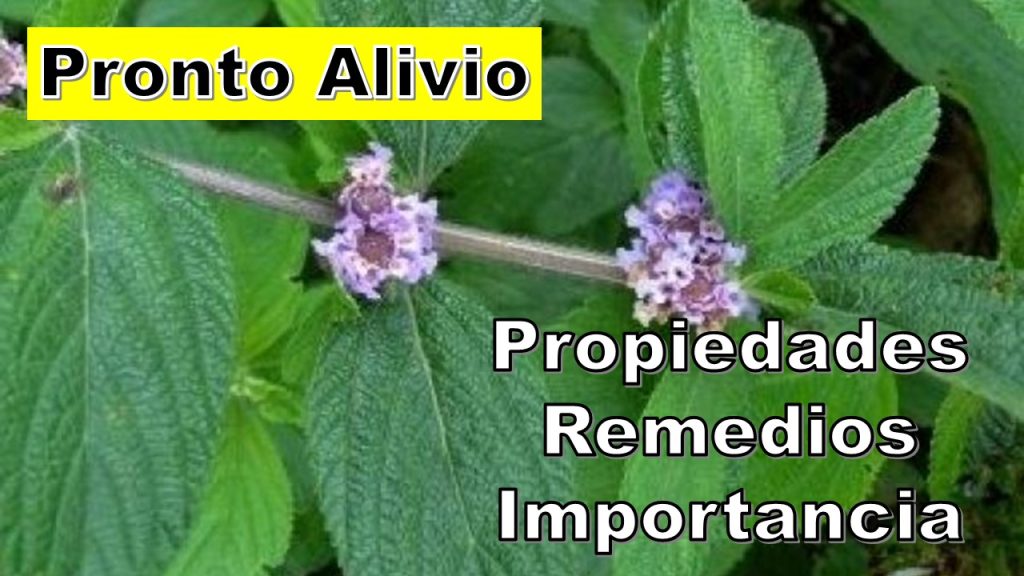 Pronto Alivio: Propiedades y Enfermedades que Combate